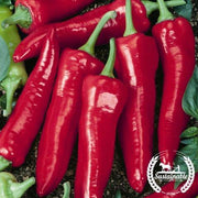 Pepper Seeds, Hot - Big Jim - Organic