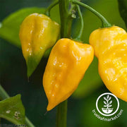 Hot Pepper - Lemon Habanero