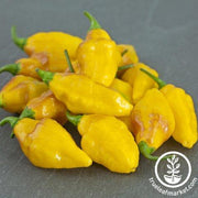 Pepper Seeds - Hot - Habanero Mayan Yellow