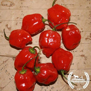 organic red hot habanero pepper