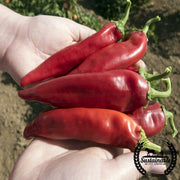 Pepper Seeds, Hot - Joe E. Parker - Organic