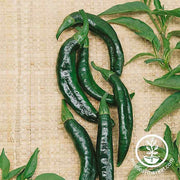 Hot Pepper - Pasilla Bajio