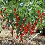 Pepper Seeds - Hot - Japanese - Sapporo