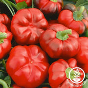 Pepper Seeds - Sweet - Cheese Red