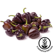 Pepper Seeds - Sweet - Miniature Chocolate Bell