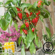 Pepper Seeds - Sweet - Pretty N Red F1