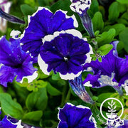 Petunia Seeds - Hulahoop Series (pelleted)