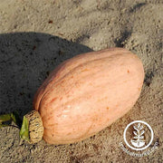 Squash Winter Pink Banana Jumbo Seed