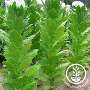 Prilep Tobacco Seeds