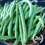 Organic Provider Bush Beans Seeds