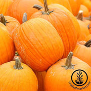 Pumpkin Autumn Gold Hybrid Seed