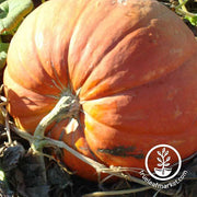 Big Max Pumpkins Treated