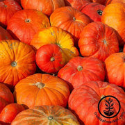 Pumpkin Cinderella Rouge vif DEstampes Seed