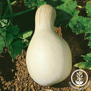 Squash Seeds - Winter - Cushaw White