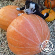 mammoth gold pumpkin