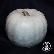 White Queen Pumpkin