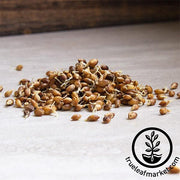 Barley - Purple (Organic) - Sprouting Seeds