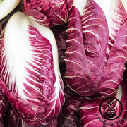 Radicchio Rouge de Verona Seed