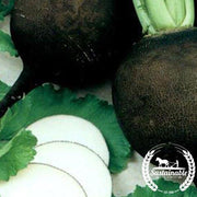 Organic Black Spanish Round Radish Seeds