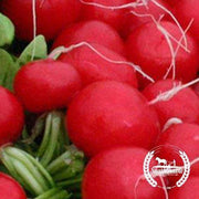 Organic Champion Radish Seeds