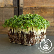 Radish - Champion - Microgreens Seeds