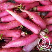 Radish Seeds - Long Scarlet Cincinnati