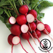 Crimson Giant Radish Seeds