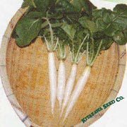 Radish Seeds - Iwai Daikon