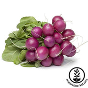 Purple Plum Radish Seed