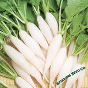 Radish Seeds - Shirahime Hatsuka Daikon