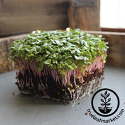 Radish - Red Stem - Microgreens Seeds