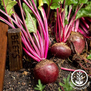 Beet - Red Ace Hybrid Garden Seeds