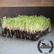 Clover - Red (Organic) - Microgreens Seeds