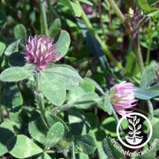 Hykon Rose Clover Seeds