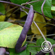 Bean - Bush - Royal Burgundy treated Garden Seed