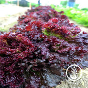 Lettuce Leaf Ruby Red Seed