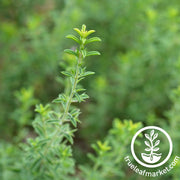 winter savory seeds