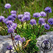 Scabiosa Blue Note Seed