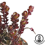 Sedum Voodoo Plant Seeds