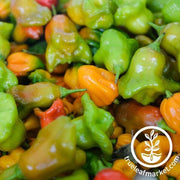 Pepper Seeds - Hot - Mushroom Yellow