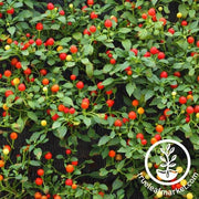 Pepper Seeds - Hot - Tepin