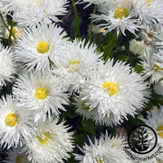 Shasta Daisy Crazy Daisy Seed