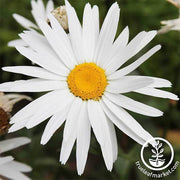 Shasta Daisy Crazy Daisy Seed