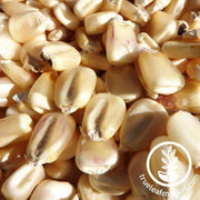 Silvermine Corn Seeds