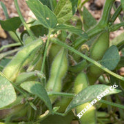 Soybean - Biei