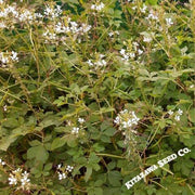 Wild Spider Flower Seeds