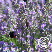 Spike Lavender Flower Seeds