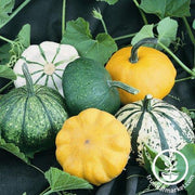 Squash Seeds - Summer - Summer Melody Blend