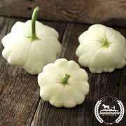 benning green tint scallop squash