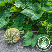 cushaw green striped winter squash